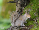 Grey Squirrel - Wiewiórka Szara